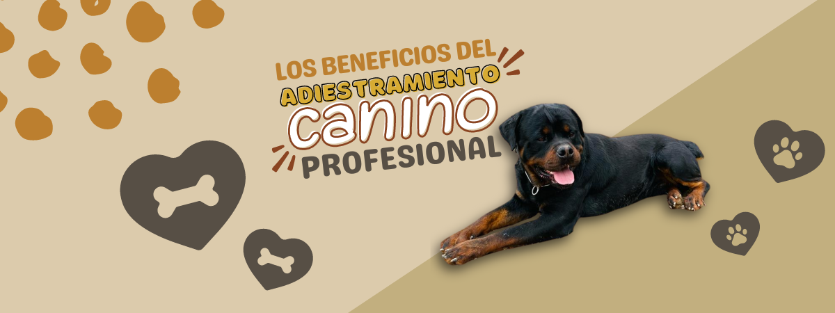 Los beneficios del adiestramiento canino profesional